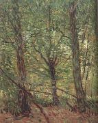 Trees adn Undergrowth (nn04) Vincent Van Gogh